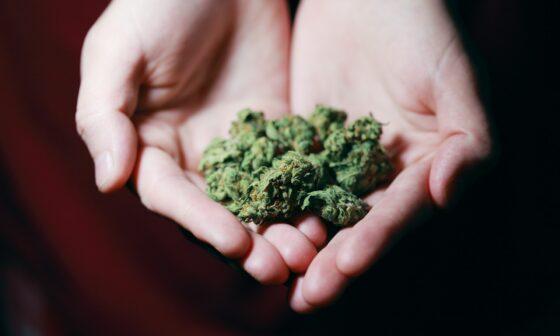 Cannabis - Weed